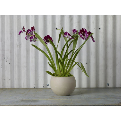 Astrid Pot by Accent Decor. Made from ceramic in a modern style.