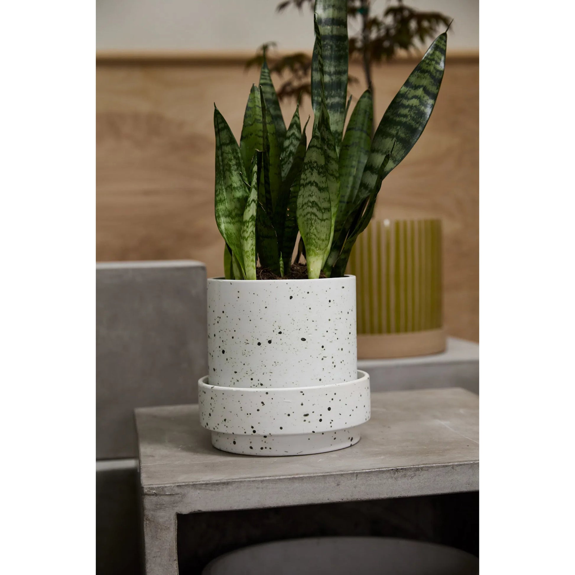 Claton Pot with Saucer by Accent Decor. Made from ceramic in a modern style.
