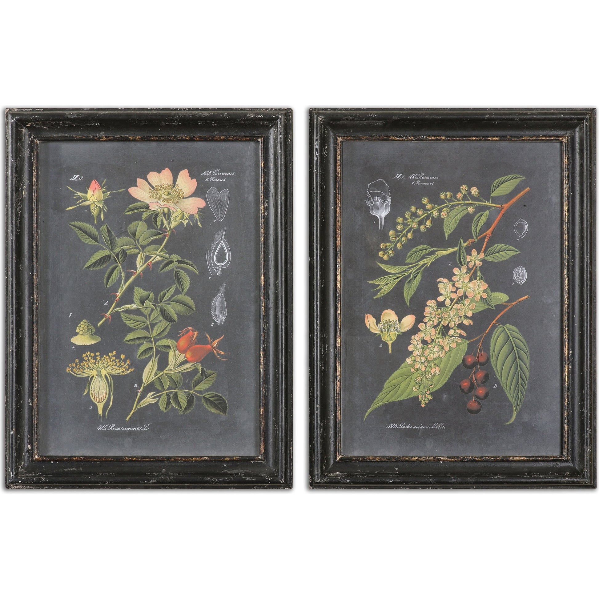 Midnight Botanicals Wall Art (Set of 2) by Uttermost in multi. Made from mdf in a cottage & farmhouse style.