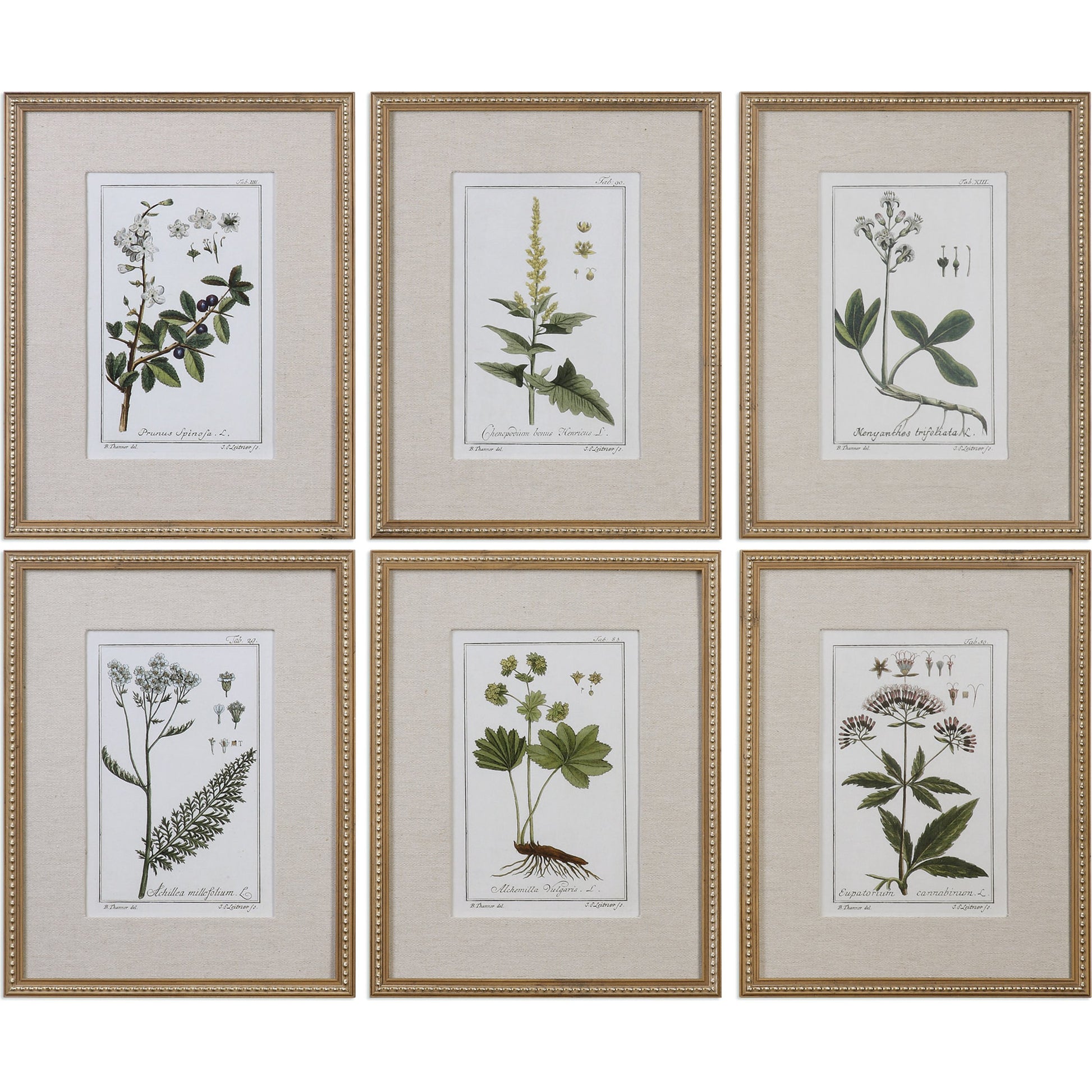 Green Floral Botanical Study Prints (Set of 6) by Uttermost in multi. Made from pine in a cottage & farmhouse style.