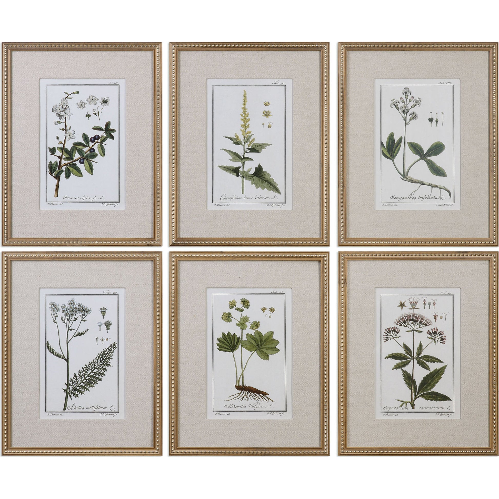 Green Floral Botanical Study Prints (Set of 6) by Uttermost in multi. Made from pine in a cottage & farmhouse style.
