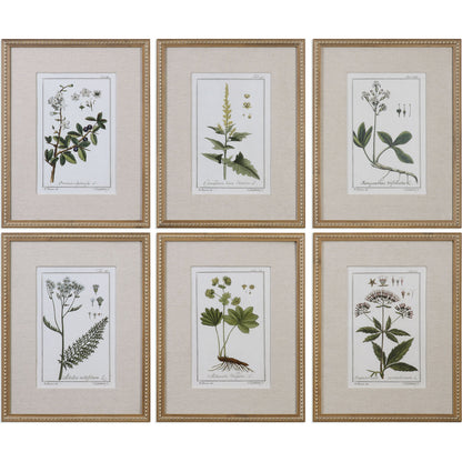 Green Floral Botanical Study Prints (Set of 6) by Uttermost in multi. Made from pine in a cottage & farmhouse style.