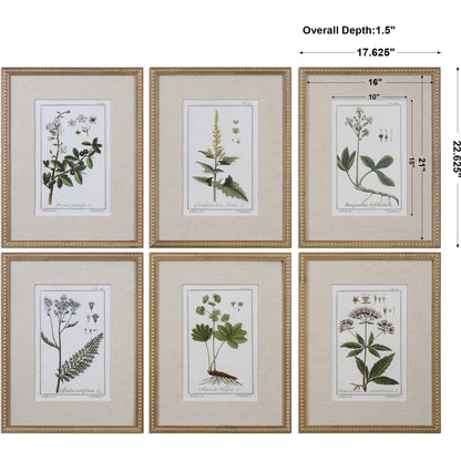 Green Floral Botanical Study Prints (Set of 6) by Uttermost in multi. Made from pine in a cottage & farmhouse style.