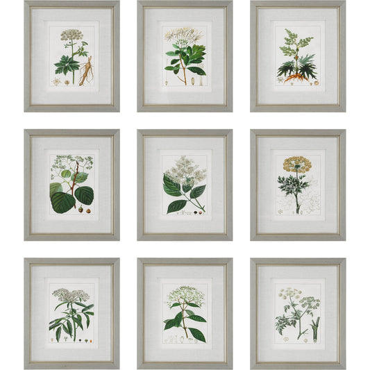Antique Botanicals Framed Prints by Uttermost in multi. Made from plastic, glass, paper in a modern style.