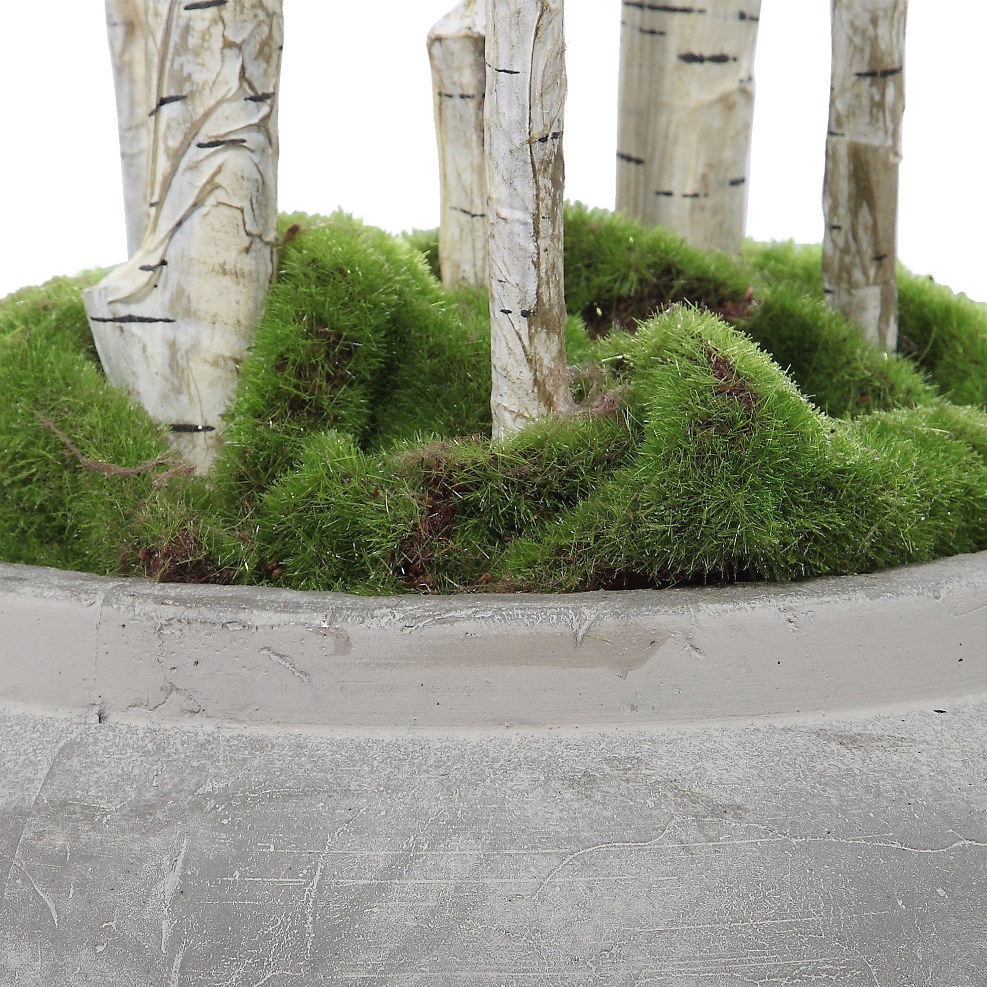 Aldis Potted River Birch by Uttermost. Made from polyester, plastic, iron, vase in a modern style.