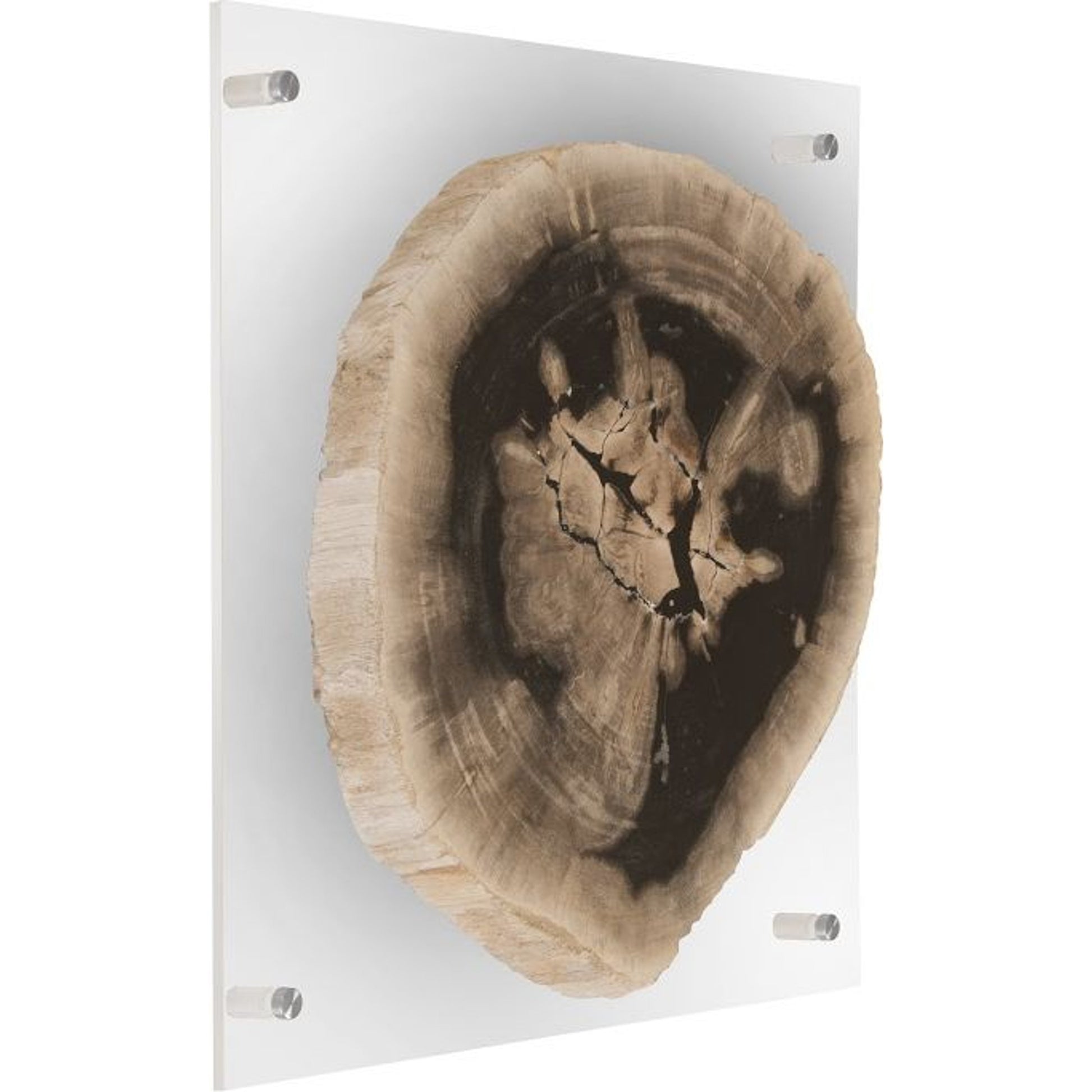 Floating Petrified Slice Wall Art by Phillips Collection in black, beige. Made from petrified wood in a modern style.
