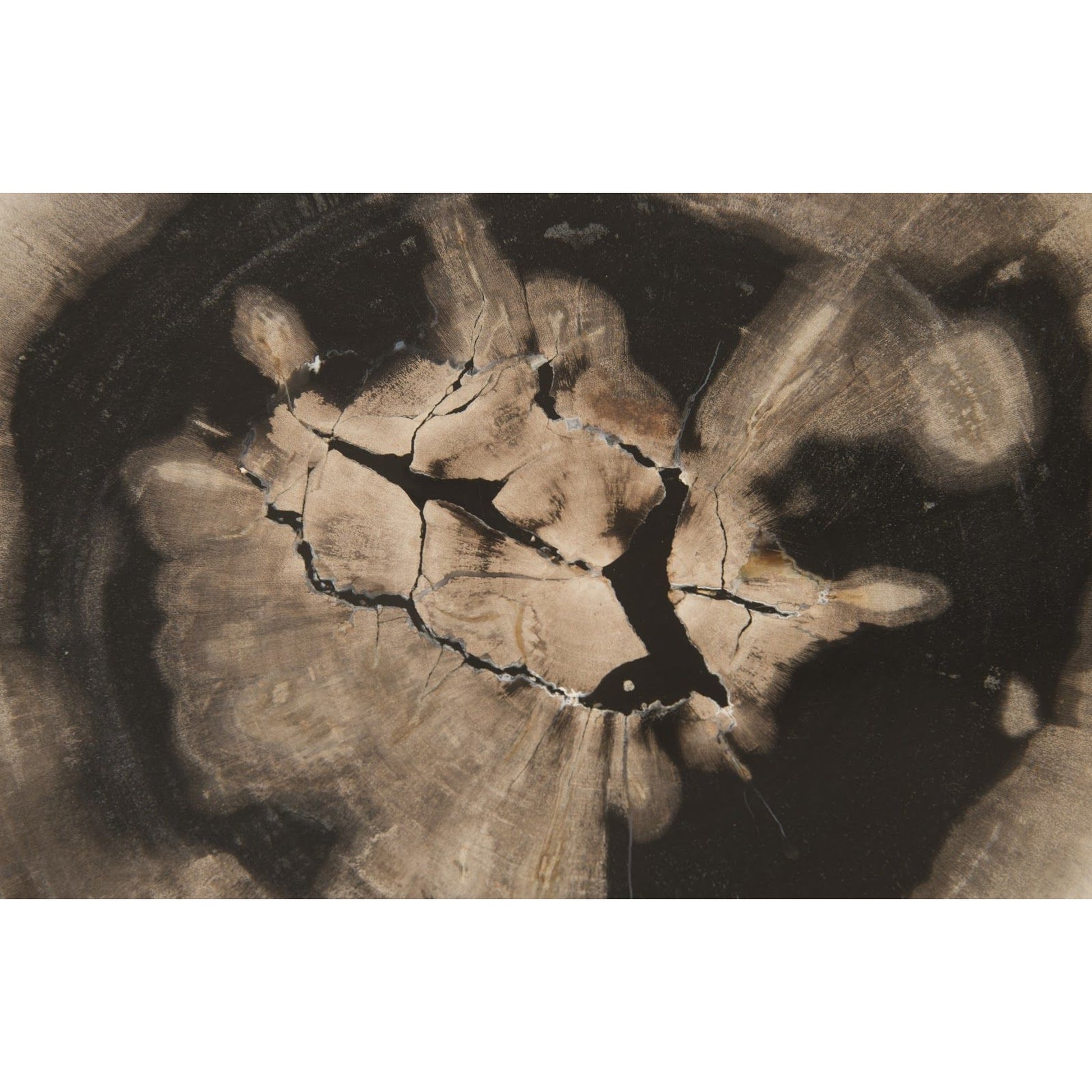 Floating Petrified Slice Wall Art by Phillips Collection in black, beige. Made from petrified wood in a modern style.