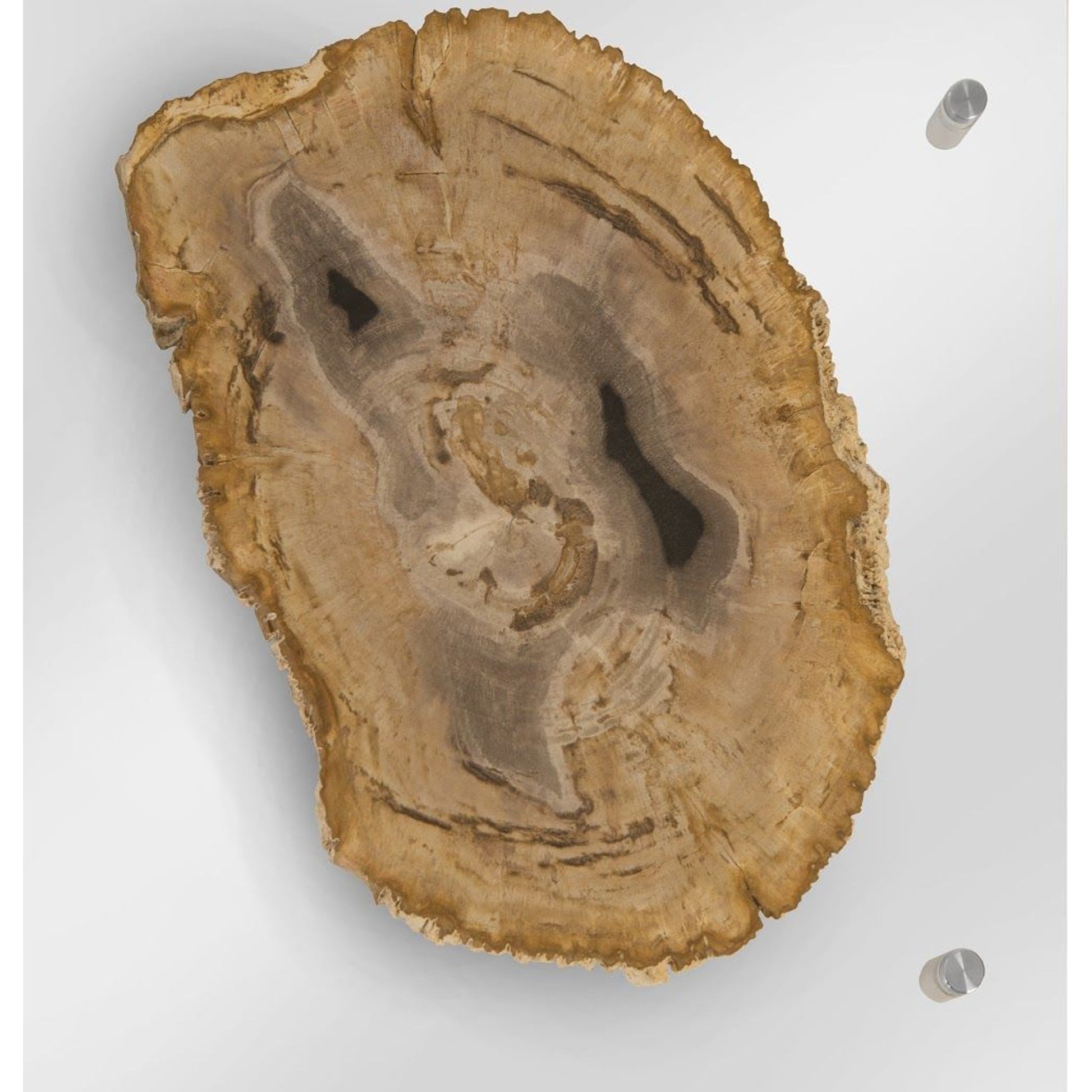 Floating Petrified Double Slice Wall Art by Phillips Collection in beige, black. Made from petrified wood in a modern style.