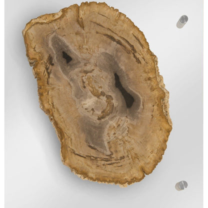 Floating Petrified Double Slice Wall Art by Phillips Collection in beige, black. Made from petrified wood in a modern style.