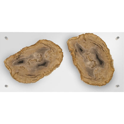 Floating Petrified Double Slice Wall Art by Phillips Collection in beige, black. Made from petrified wood in a modern style.