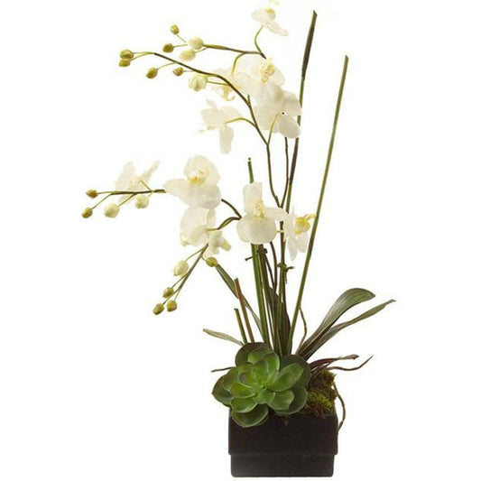 Phalaenopsis Orchid by John-Richard in black. Made from unique in a coastal style.