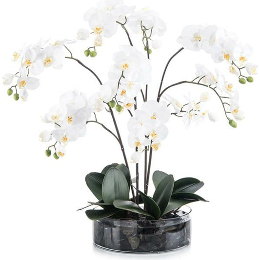 Midnight Phals II by John-Richard in black, white. Made from unique in a coastal style.