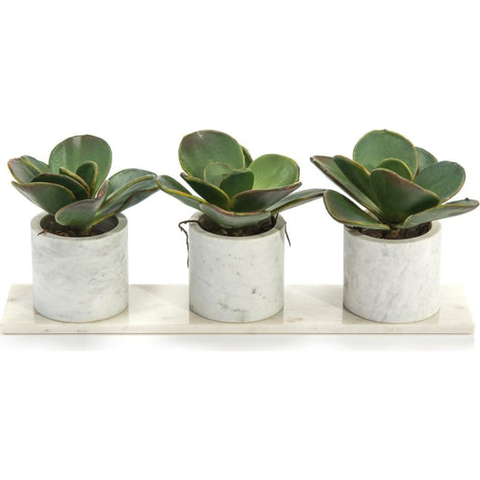 Marble Succulents by John-Richard in natural. Made from unique in a cottage & farmhouse style.