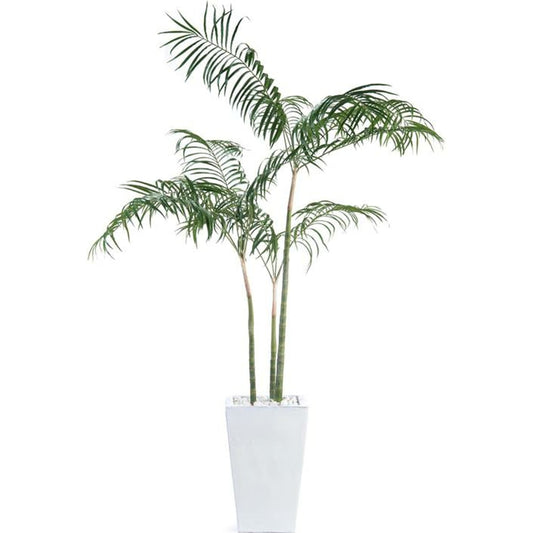 White Palms by John-Richard in white. Made from unique in a coastal style.