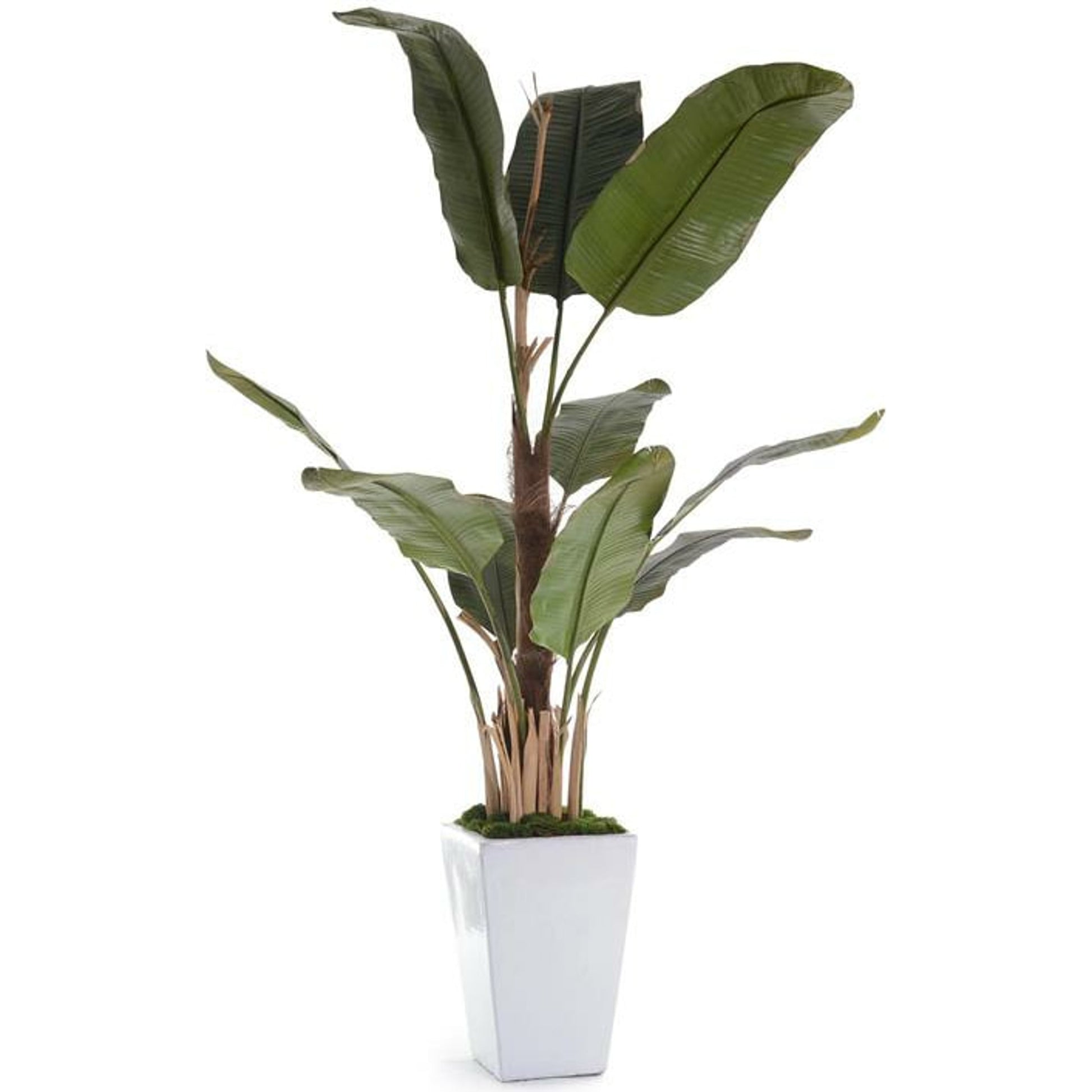 Glacier Banana Tree by John-Richard in white. Made from unique in a coastal style.
