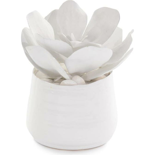 Succulents by John-Richard in white. Made from unique in a coastal style.