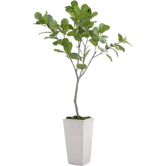 Tarro Fig Tree by John-Richard in gray, white. Made from unique in a modern style.