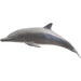 Dolphin by Phillips Collection in silver. Made from resin in a coastal style.