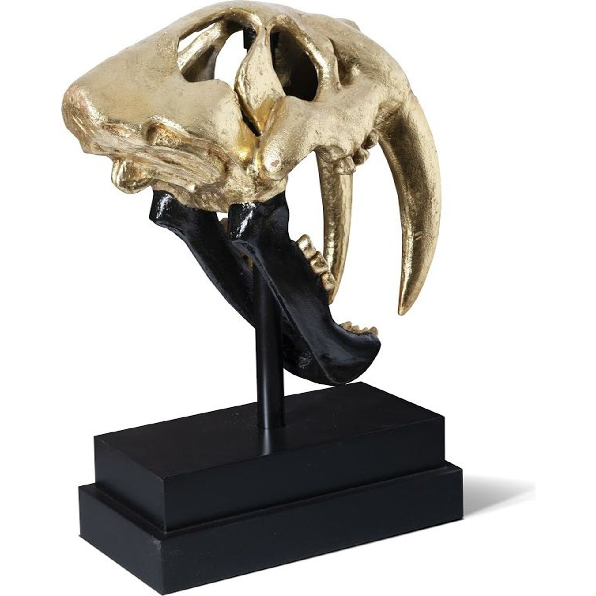 Saber Tooth Tiger Skull by Phillips Collection. Made from unique in a eclectic & global style.