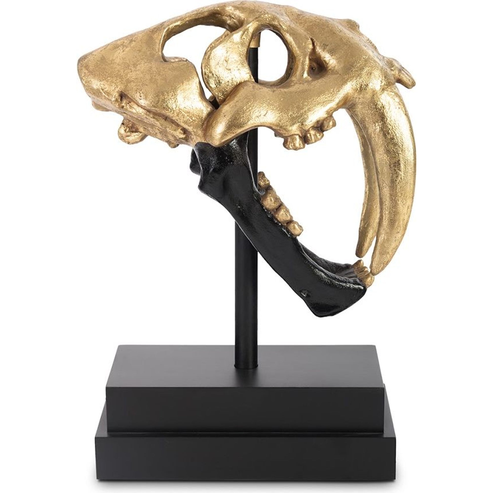Saber Tooth Tiger Skull by Phillips Collection. Made from unique in a eclectic & global style.