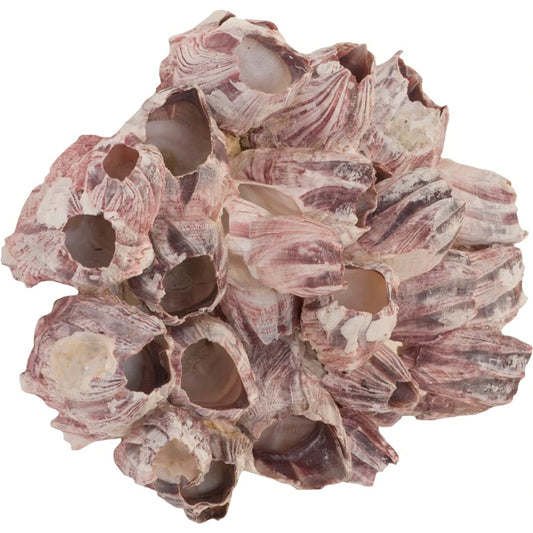 Barnacle Cluster Wall Art by Phillips Collection in purple. Made from shell in a modern style.
