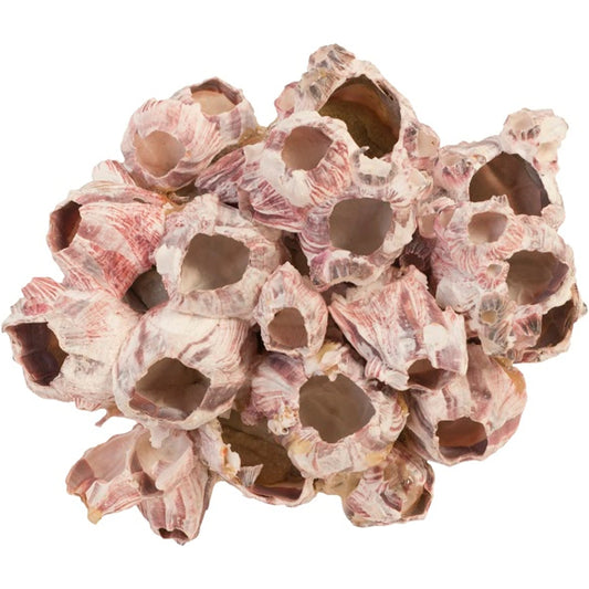Barnacle Cluster Wall Art by Phillips Collection in purple. Made from shell in a modern style.