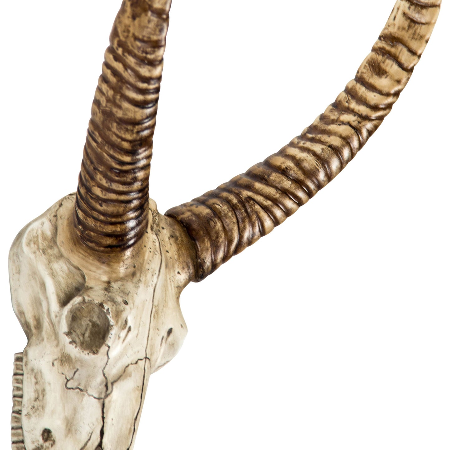 002 S-337267 | Closeup | Goat Skull Wall Decor by Zentique in distressed white, brown and polyresin. Made from polyresin in a modern style.