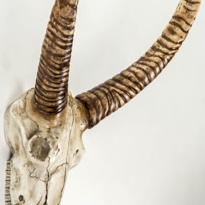 Goat Skull Wall Decor by Zentique in distressed white, brown and polyresin. Made from polyresin in a modern style.
