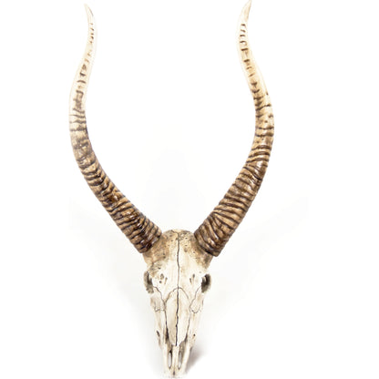 Goat Skull Wall Decor by Zentique in distressed white, brown and polyresin. Made from polyresin in a modern style.