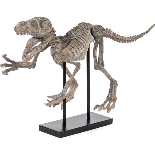 Velociraptor Skeleton by Zentique in distressed brown gray and polyresin. Made from polyresin, metal in a modern style.