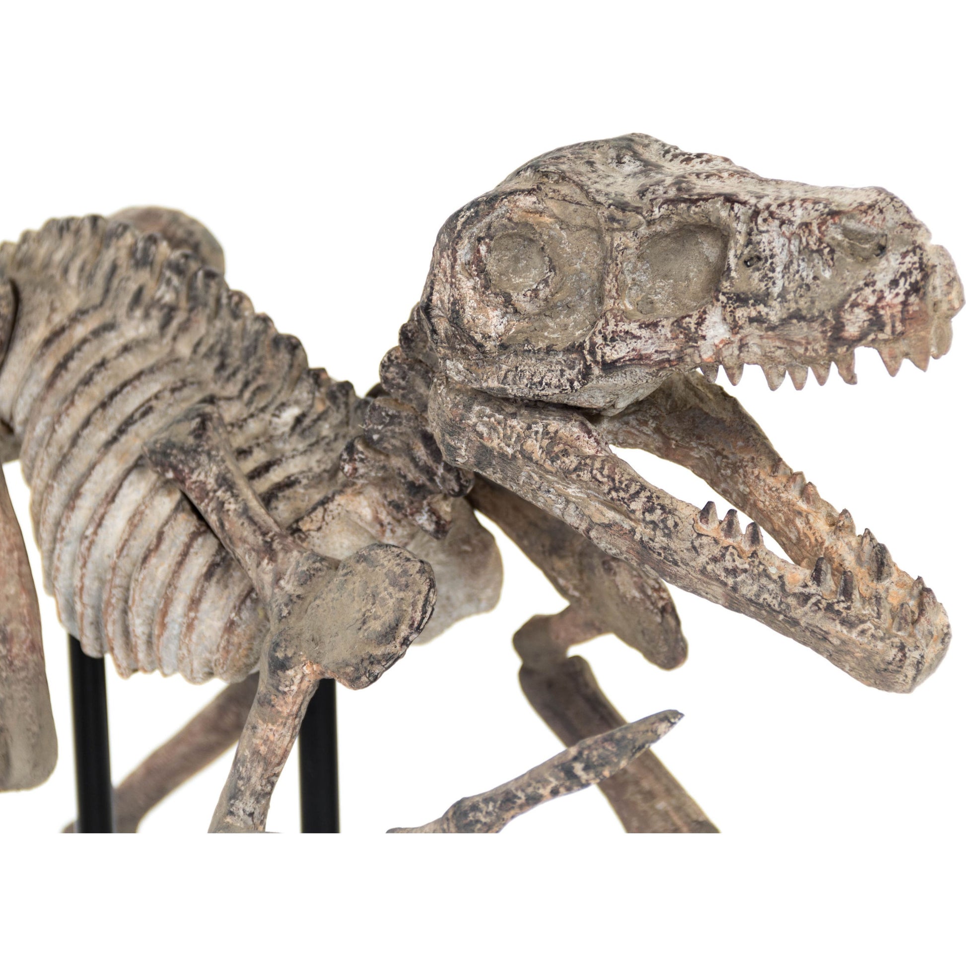 Velociraptor Skeleton by Zentique in distressed brown gray and polyresin. Made from polyresin, metal in a modern style.