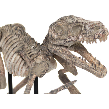 Velociraptor Skeleton by Zentique in distressed brown gray and polyresin. Made from polyresin, metal in a modern style.