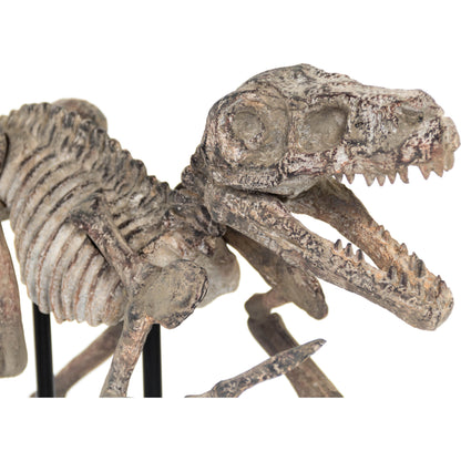 Velociraptor Skeleton by Zentique in distressed brown gray and polyresin. Made from polyresin, metal in a modern style.