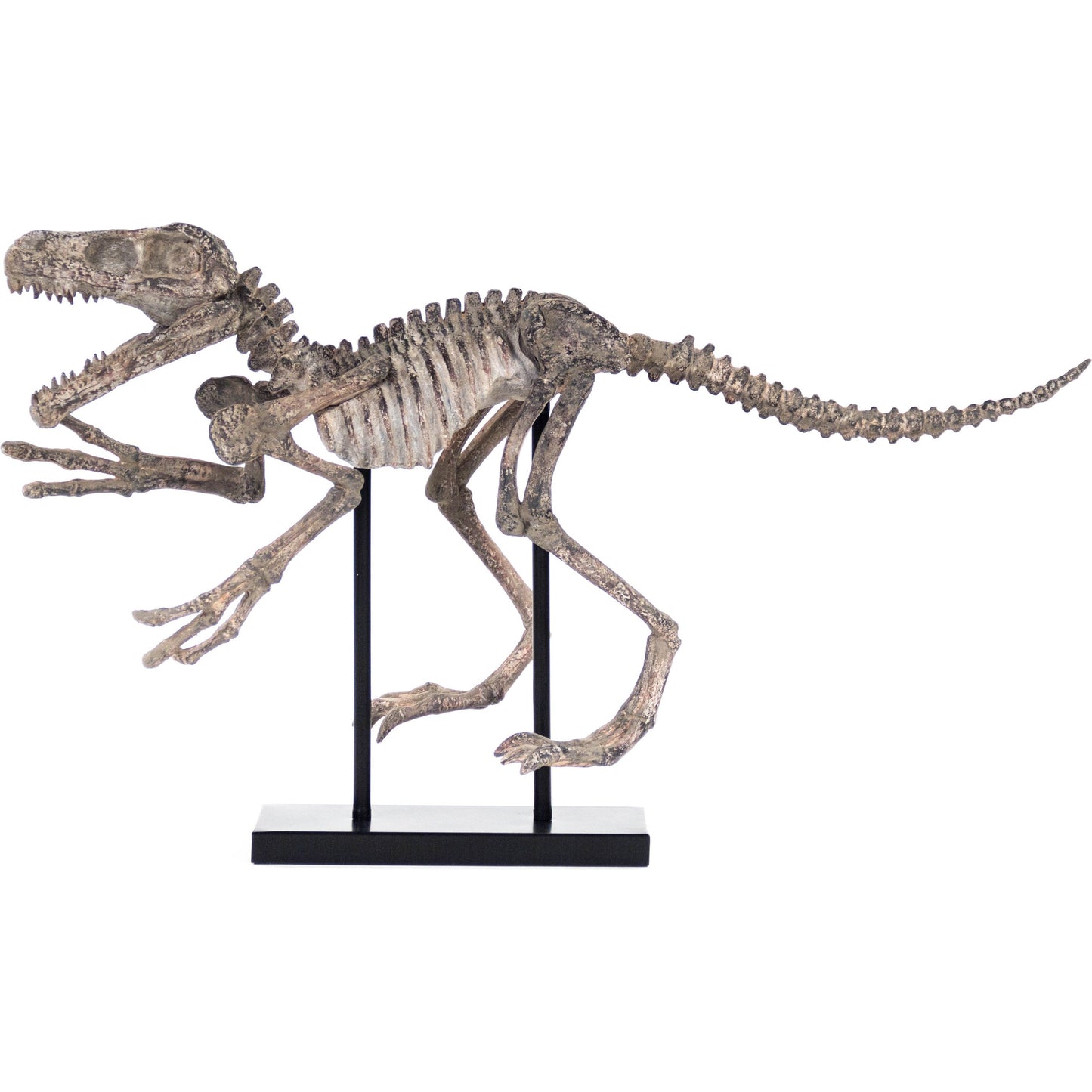 002 S-338450 | Additional Silo | Velociraptor Skeleton by Zentique in distressed brown gray and polyresin. Made from polyresin, metal in a modern style.