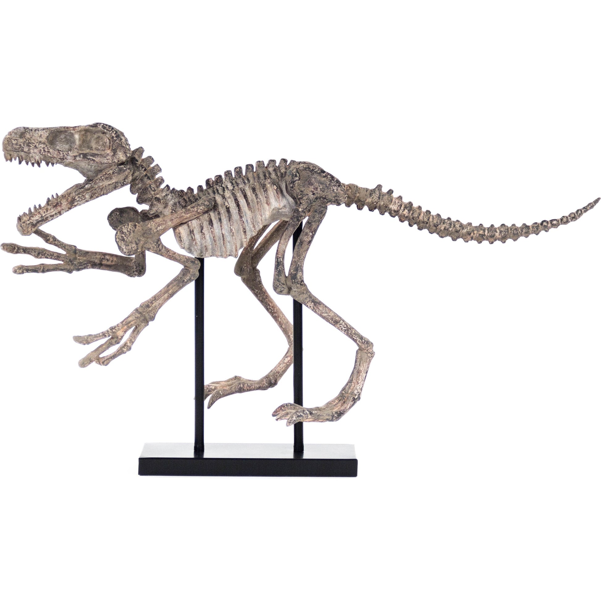 Velociraptor Skeleton by Zentique in distressed brown gray and polyresin. Made from polyresin, metal in a modern style.