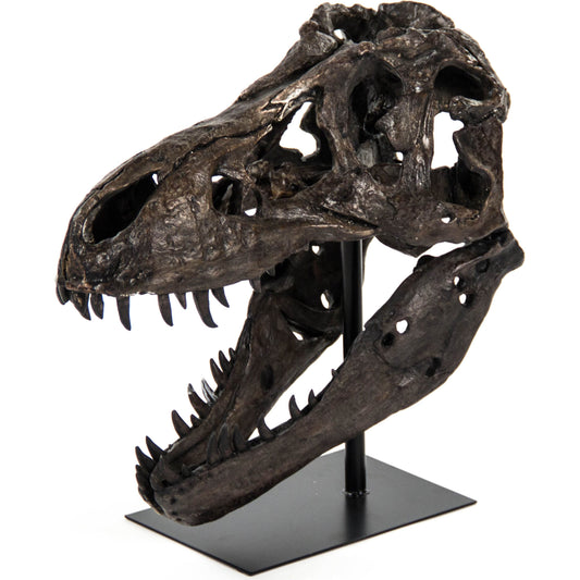 Dinosaur Skull with Base by Zentique in antique brown black on black base and polyresin, metal. Made from polyresin, metal in a eclectic & global style.