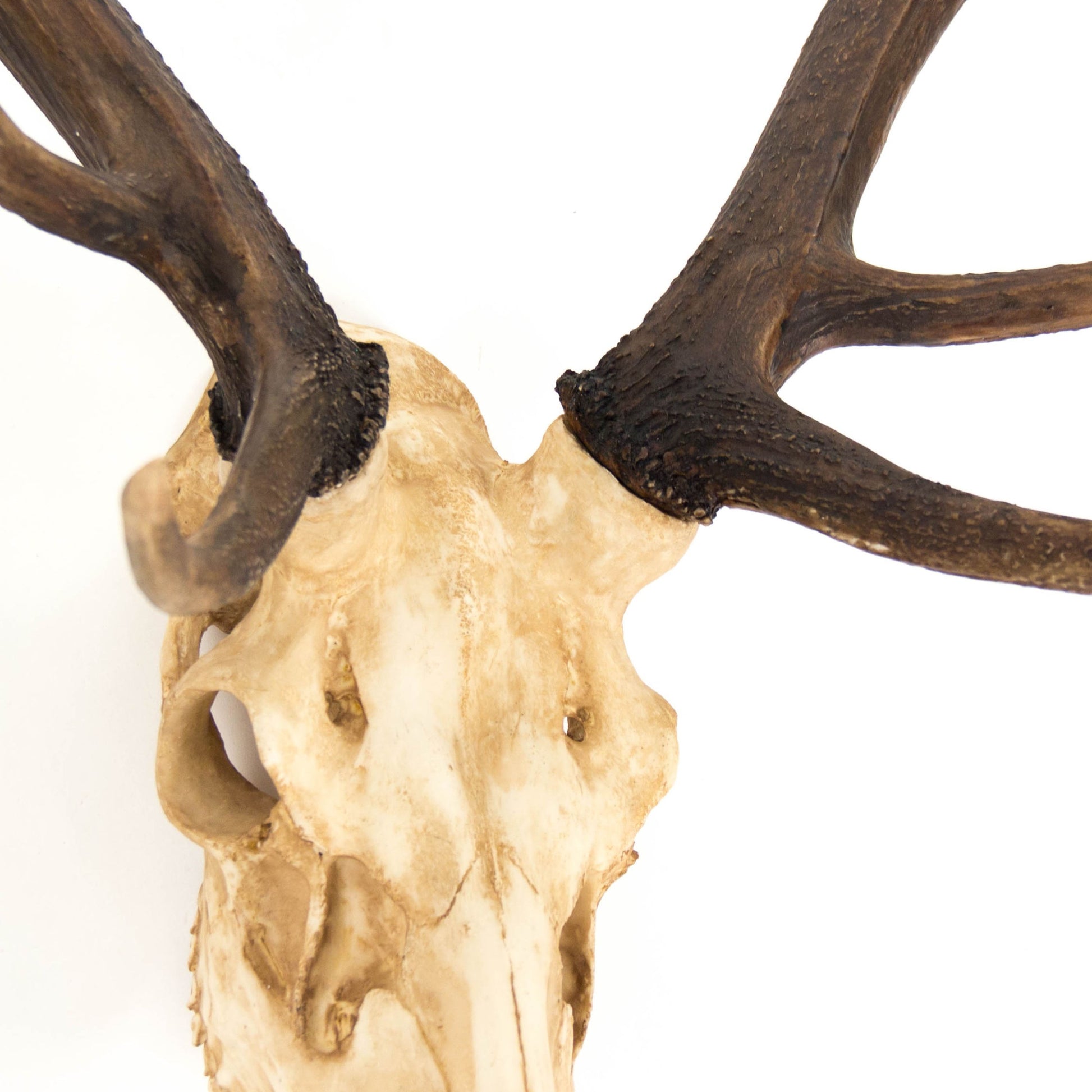 Deer Skull Wall Decor by Zentique in polyresin. Made from polyresin in a cottage & farmhouse style.