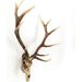 Deer Skull Wall Decor by Zentique in polyresin. Made from polyresin in a cottage & farmhouse style.