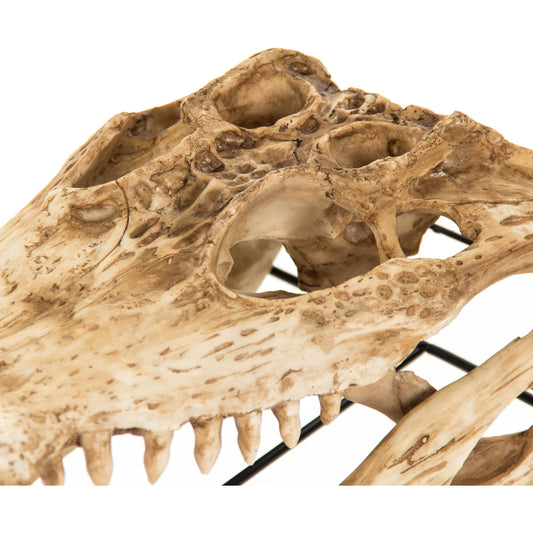 Alligator Skull by Zentique in antique beige skull on black base and polyresin, metal. Made from polyresin, metal in a eclectic & global style.