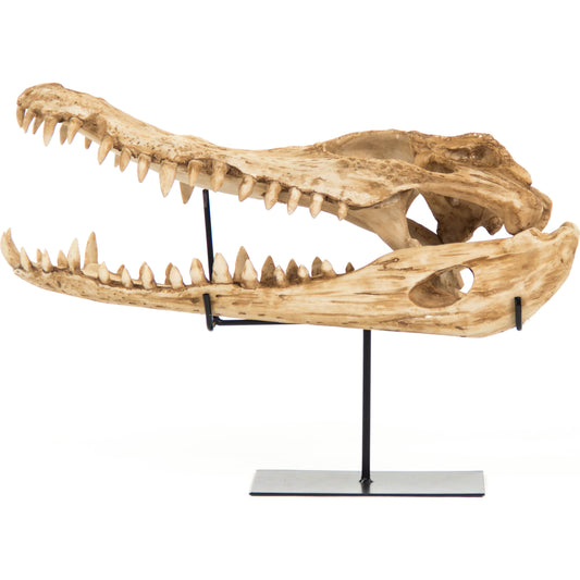 Alligator Skull by Zentique in antique beige skull on black base and polyresin, metal. Made from polyresin, metal in a eclectic & global style.