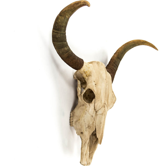 Bull Skull Wall Decor by Zentique. Made from unique in a rustic style.