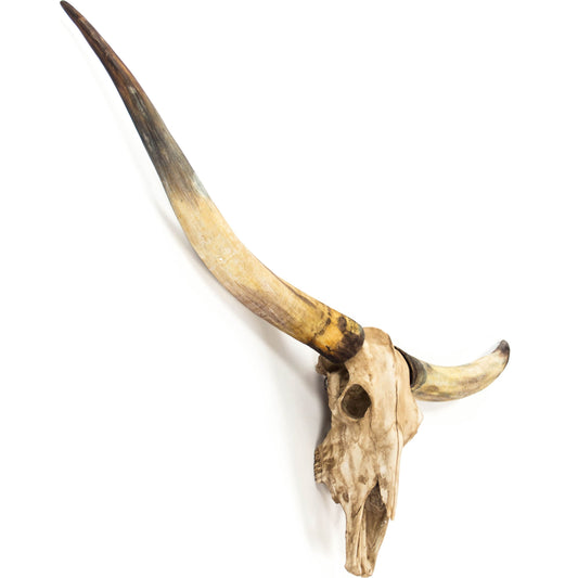 Texas Long Horn Skull Wall Decor by Zentique in antique ivory and resin. Made from resin in a rustic style.