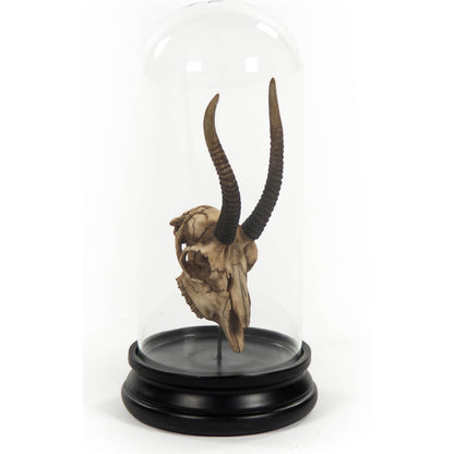 Gazelle Skull by Zentique in antique off-white on black base and resin. Made from resin, glass in a modern style.