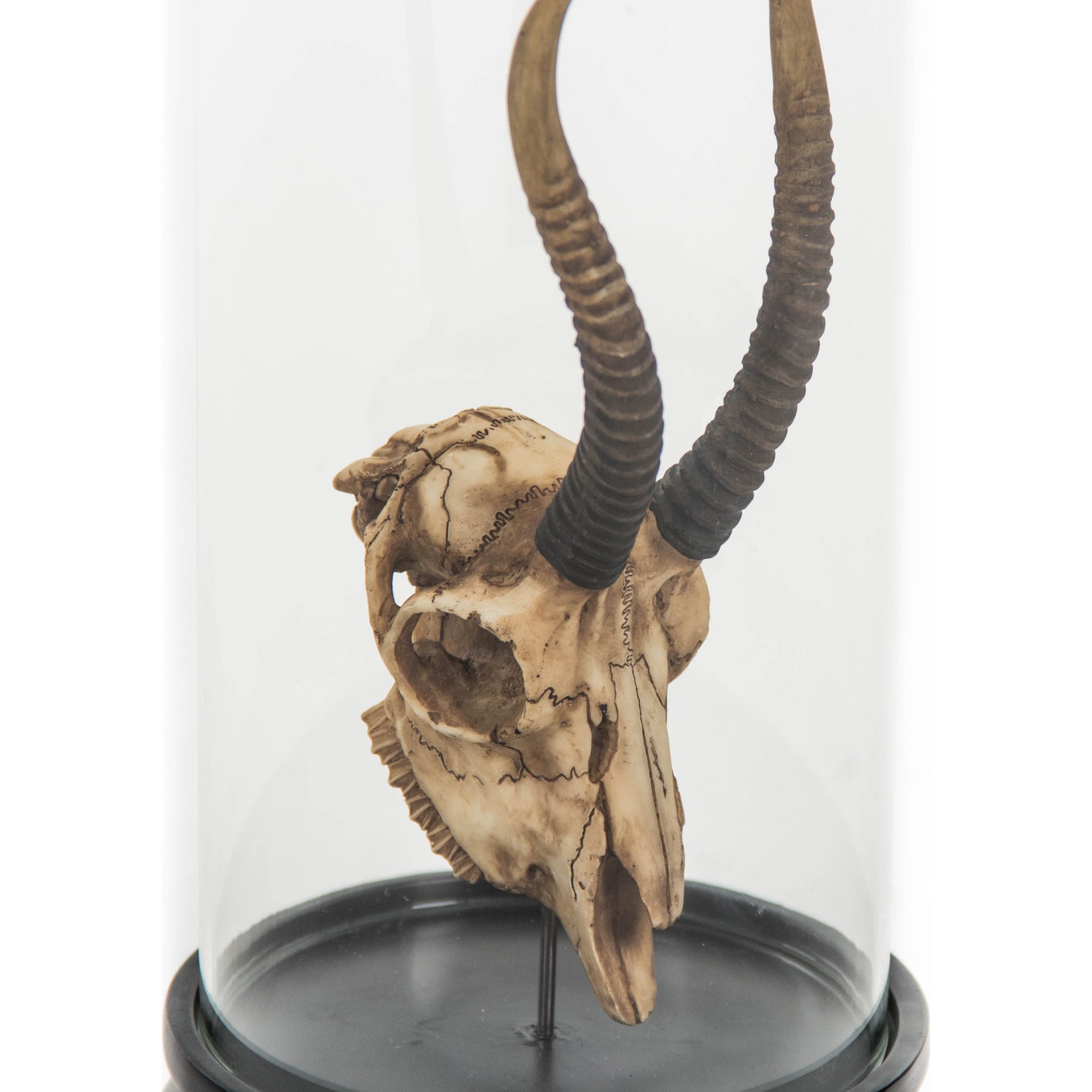 Gazelle Skull by Zentique in antique off-white on black base and resin. Made from resin, glass in a modern style.