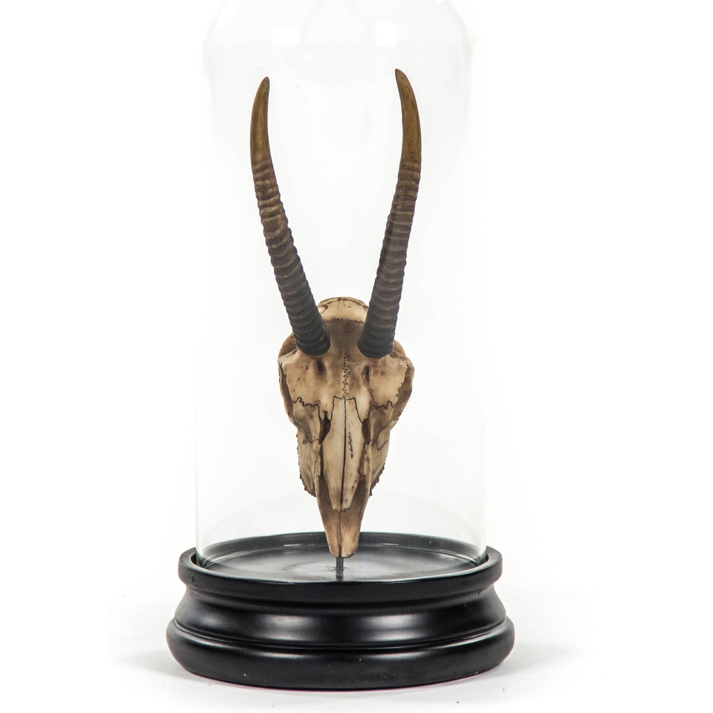 002 S-337235 | Additional Silo | Gazelle Skull by Zentique in antique off-white on black base and resin. Made from resin, glass in a modern style.