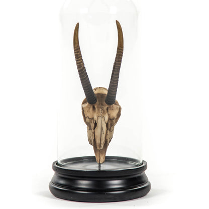 Gazelle Skull by Zentique in antique off-white on black base and resin. Made from resin, glass in a modern style.