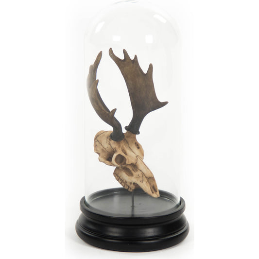 Moose Skull In Bell Glass by Zentique in distressed light brown on black base and resin. Made from resin, glass in a modern style.