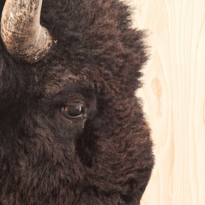 American Bison by Getty Images by Four Hands. Made from maple box in a rustic style.