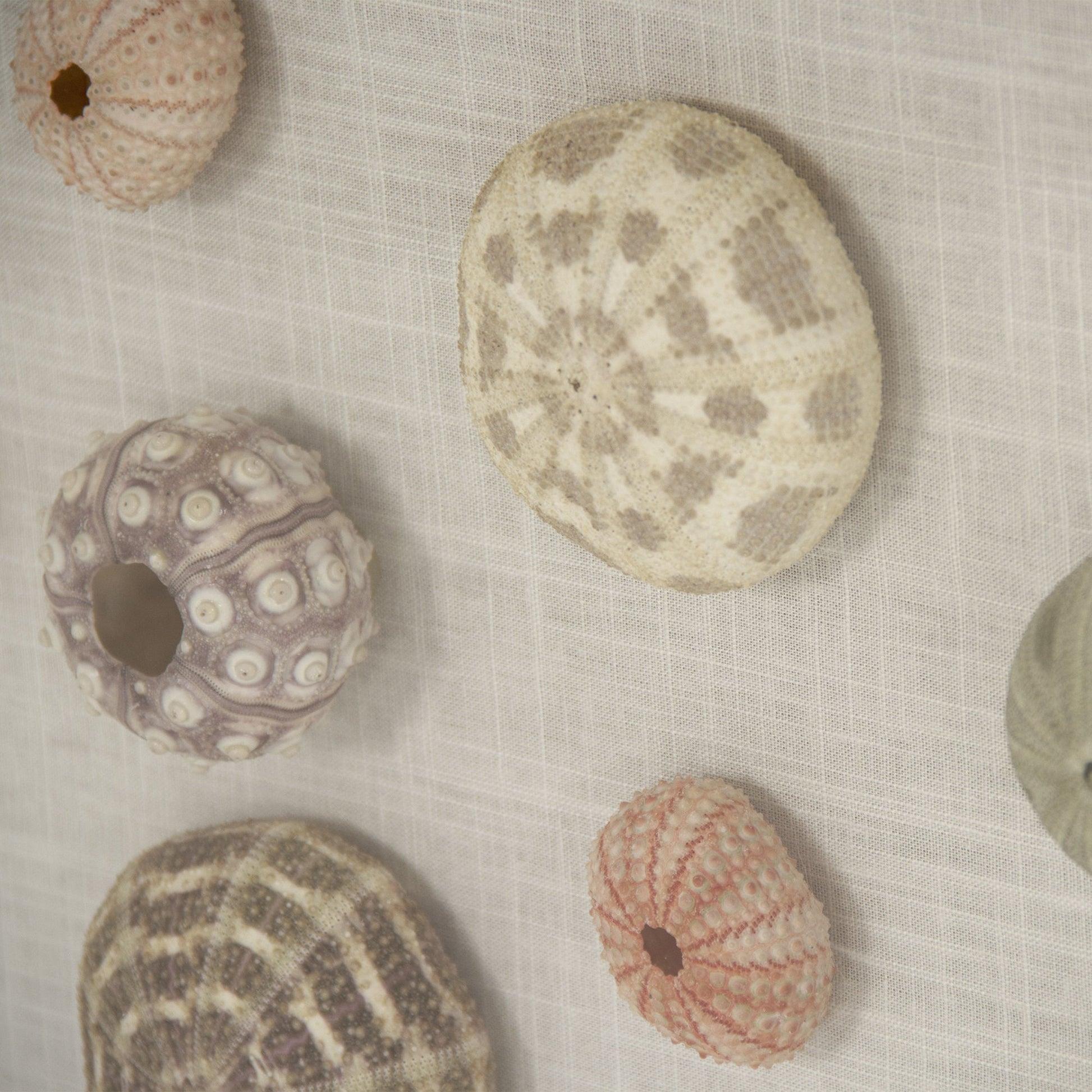 Abstract Shell Wall Art by Zentique. Made from unique in a modern style.