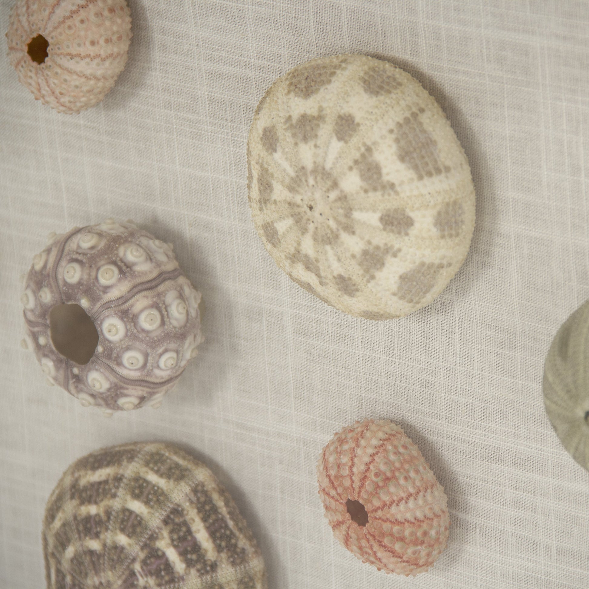 Abstract Shell Wall Art by Zentique. Made from unique in a modern style.